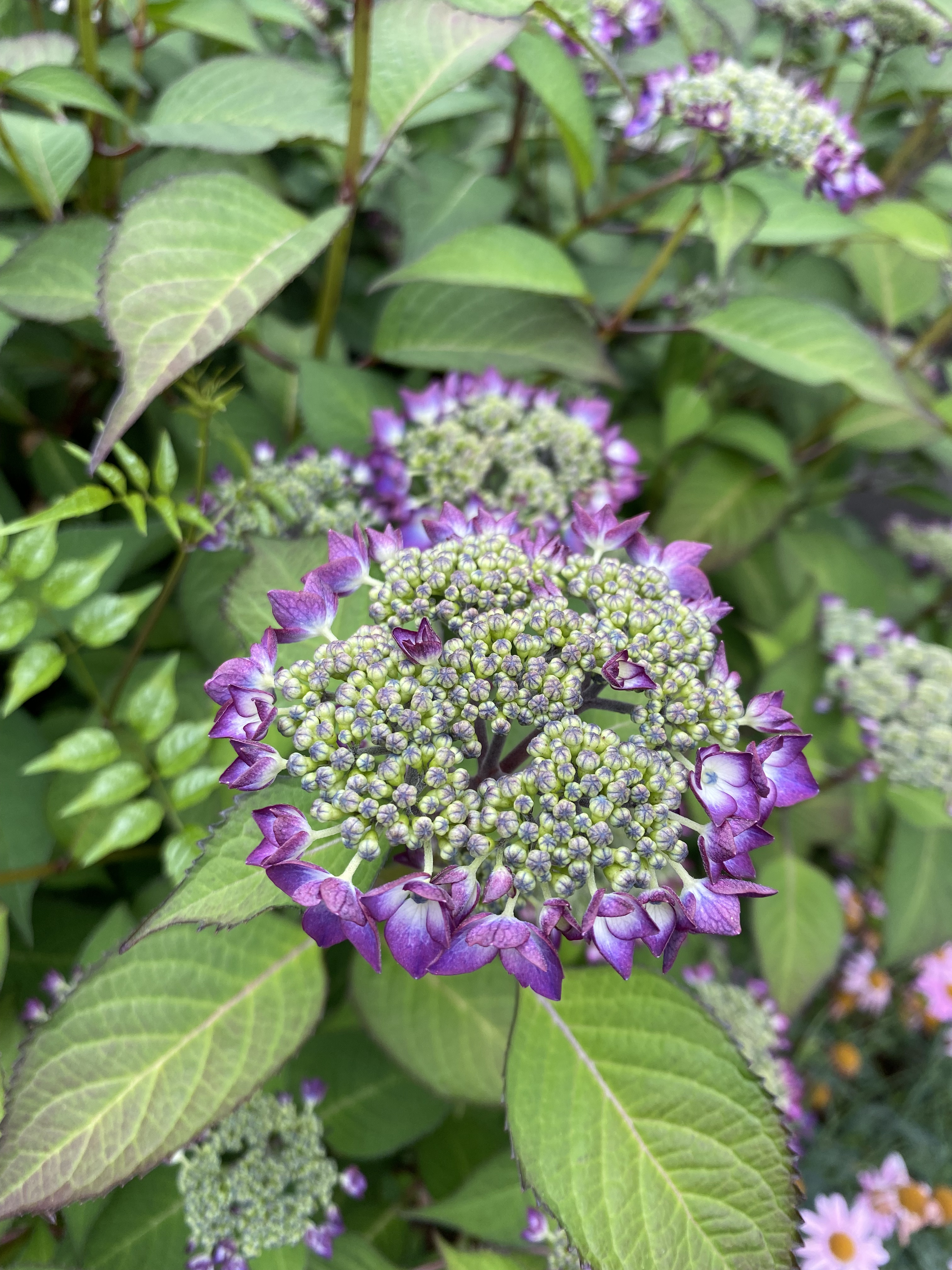 Tokyo stages and live arts, theatre and biodiversity