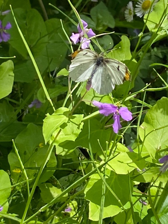 Piéride de la rave mâle