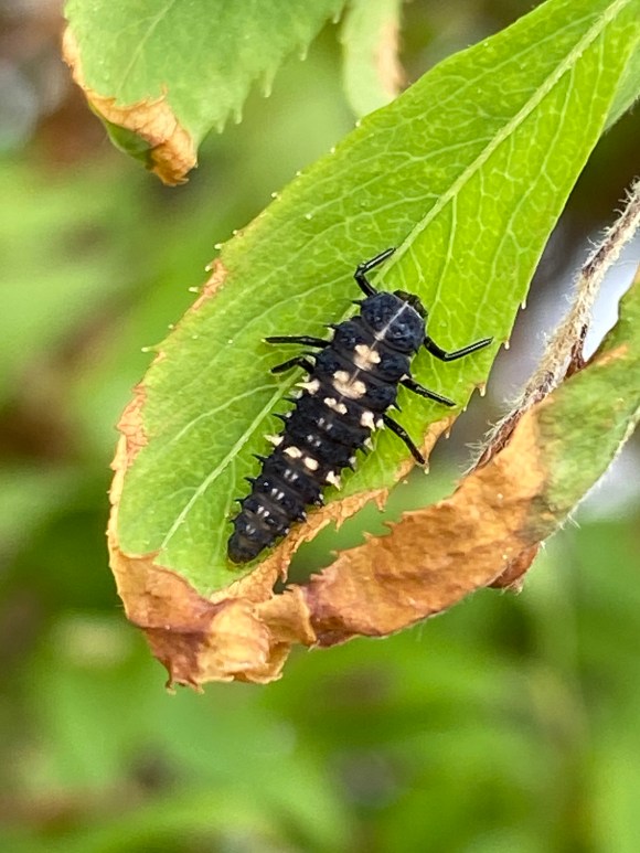 Premières larves de coccinelles, dans le yukiyanagi