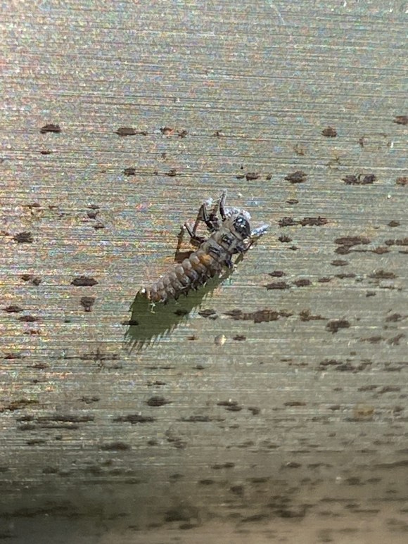Greyish ladybug larvae